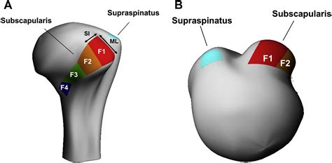 hermes subscapolare|The subscapularis footprint: an anatomic study of the .